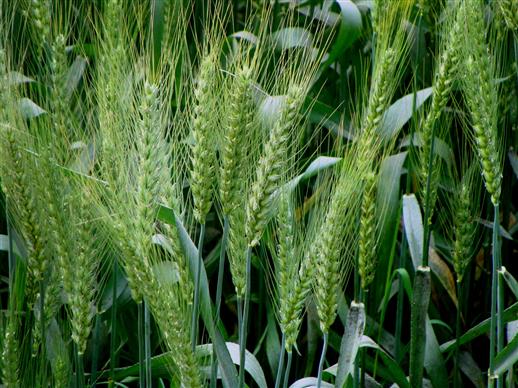 Triticum aestivum